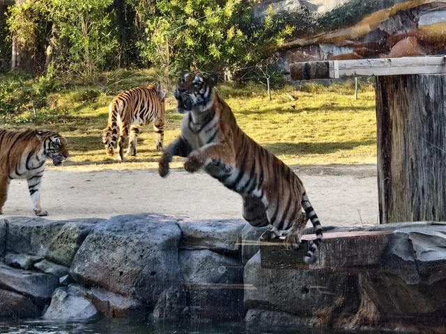 少走彎路清遠長隆一天遊玩攻略 少走彎路清遠長隆一天遊玩攻略