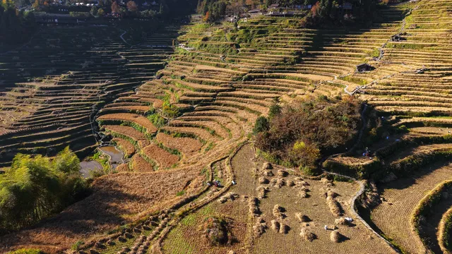雲和梯田截止1129稻穀收割進度,附遊玩攻略 雲和梯田截止1129稻穀收割進度,附遊玩攻略