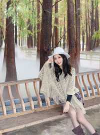 廣佛自駕遊,七星岩落羽杉