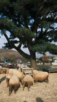 濟州島4天3晚無腦跟團玩