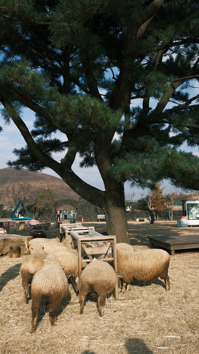 濟州島4天3晚無腦跟團玩