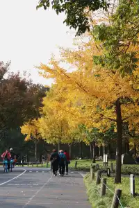 絕了！世博銀杏林真的太好拍了！！