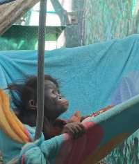 紅山動物園小猩猩萌態十足，被窩內發呆惹人愛