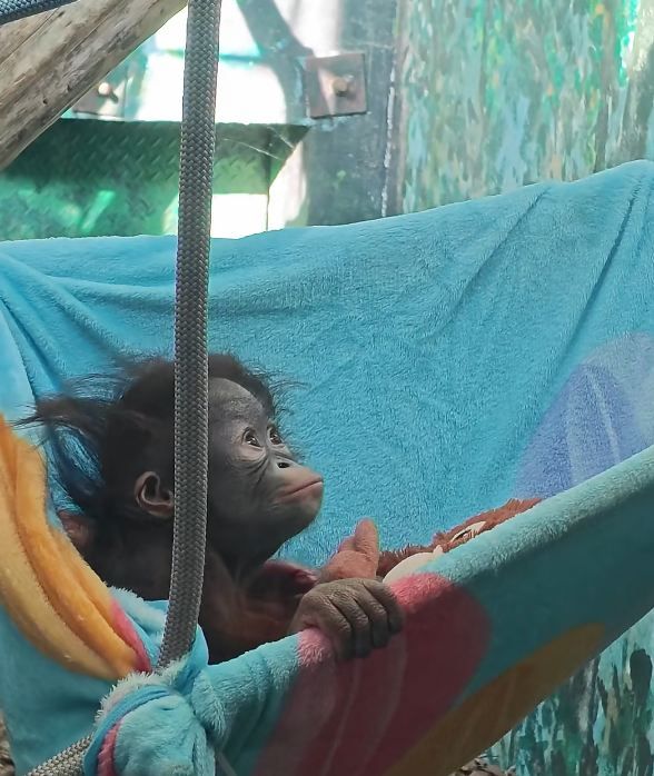 紅山動物園小猩猩萌態十足，被窩內發呆惹人愛