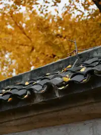 重慶銀杏|舉人樓今日實況,含「金」量超高!