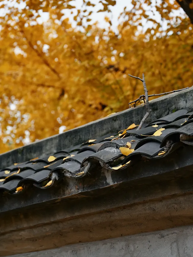 重慶銀杏|舉人樓今日實況,含「金」量超高! 重慶銀杏|舉人樓今日實況,含「金」量超高!