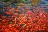 這麼近那麼美 週末真的到河北!