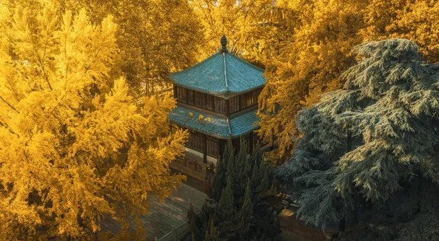 該怎麼向你描述南京的秋天呢 該怎麼向你描述南京的秋天呢