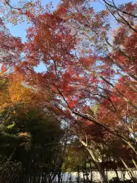 12月3日實況無濾鏡,秋意濃時楓葉紅