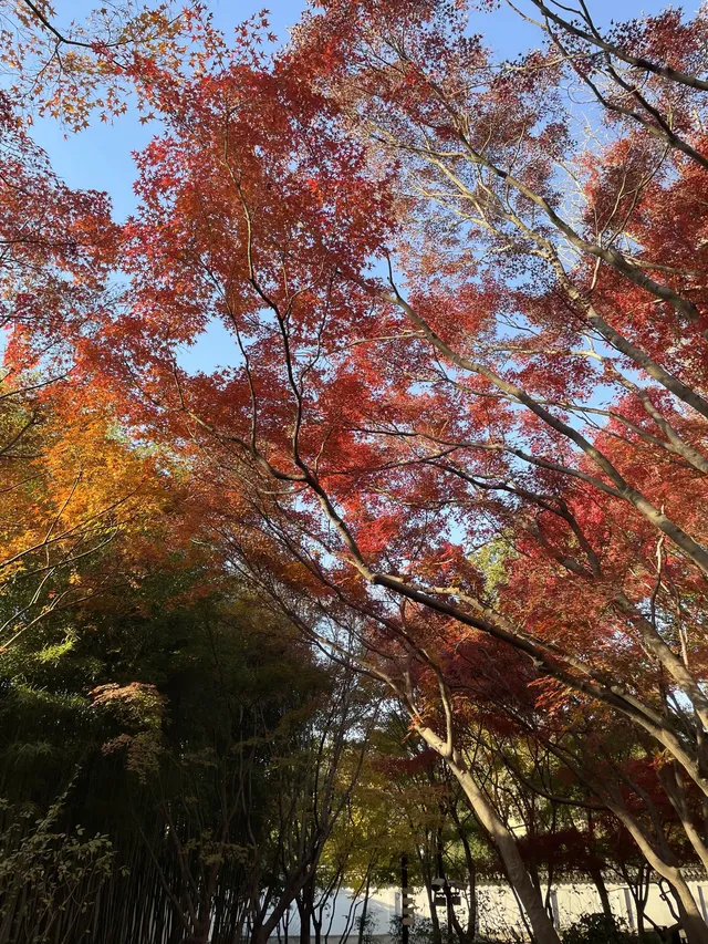12月3日實況無濾鏡,秋意濃時楓葉紅 12月3日實況無濾鏡,秋意濃時楓葉紅