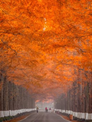 The romantic autumn ceiling for Jiangsu people! Yancheng Dongtai Huanghai Forest Park is absolutely stunning!