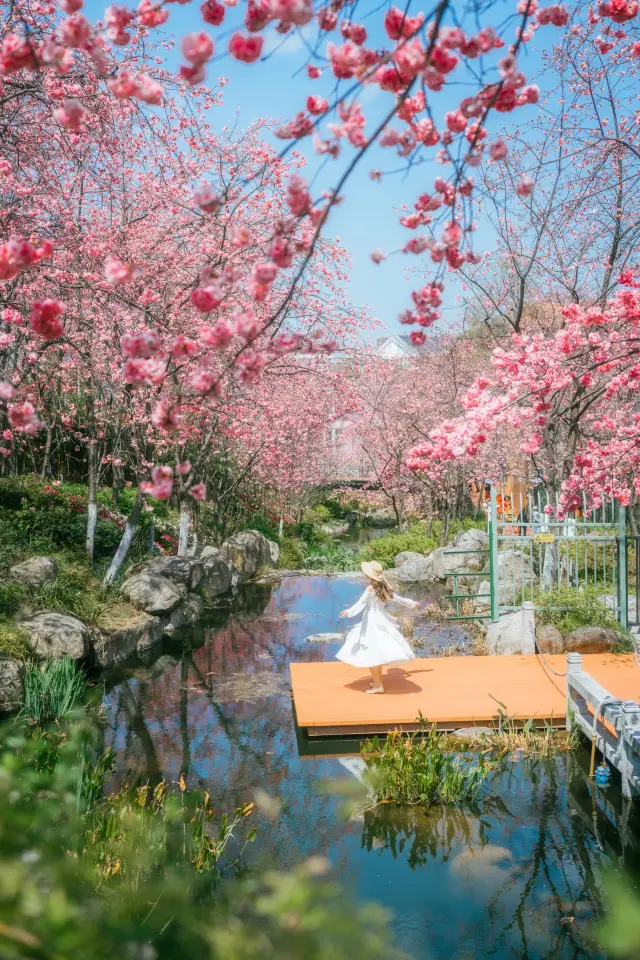 Already looking forward to Dali's cherry blossom season | Cherry Blossom Viewing Map + One-Day Tour Guide