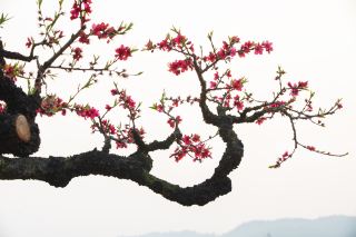 Chinese Painting Style Lianping Peach Blossom Travel Photography Guide