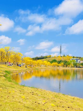 警報！青秀山「黄金甲」の花期カウントダウン、逃すとまた一年待ち！