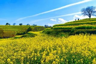 Bungo-Takada Rape Flower Festival 2026: Golden Flower Carpet