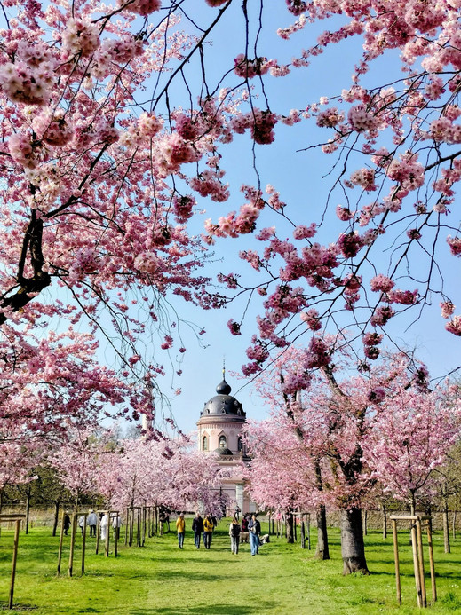 ドイツの桜 | Trip.com シュヴェツィンゲン