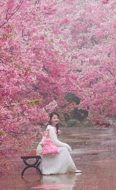 Romantic encounter with family in the cherry blossom rain, who
