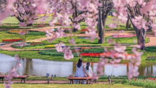 ゴールデンウィーク東京の桜名所完全ガイド