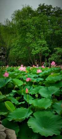 北京盛夏的粉色秘境蓮花池公園太仙了!