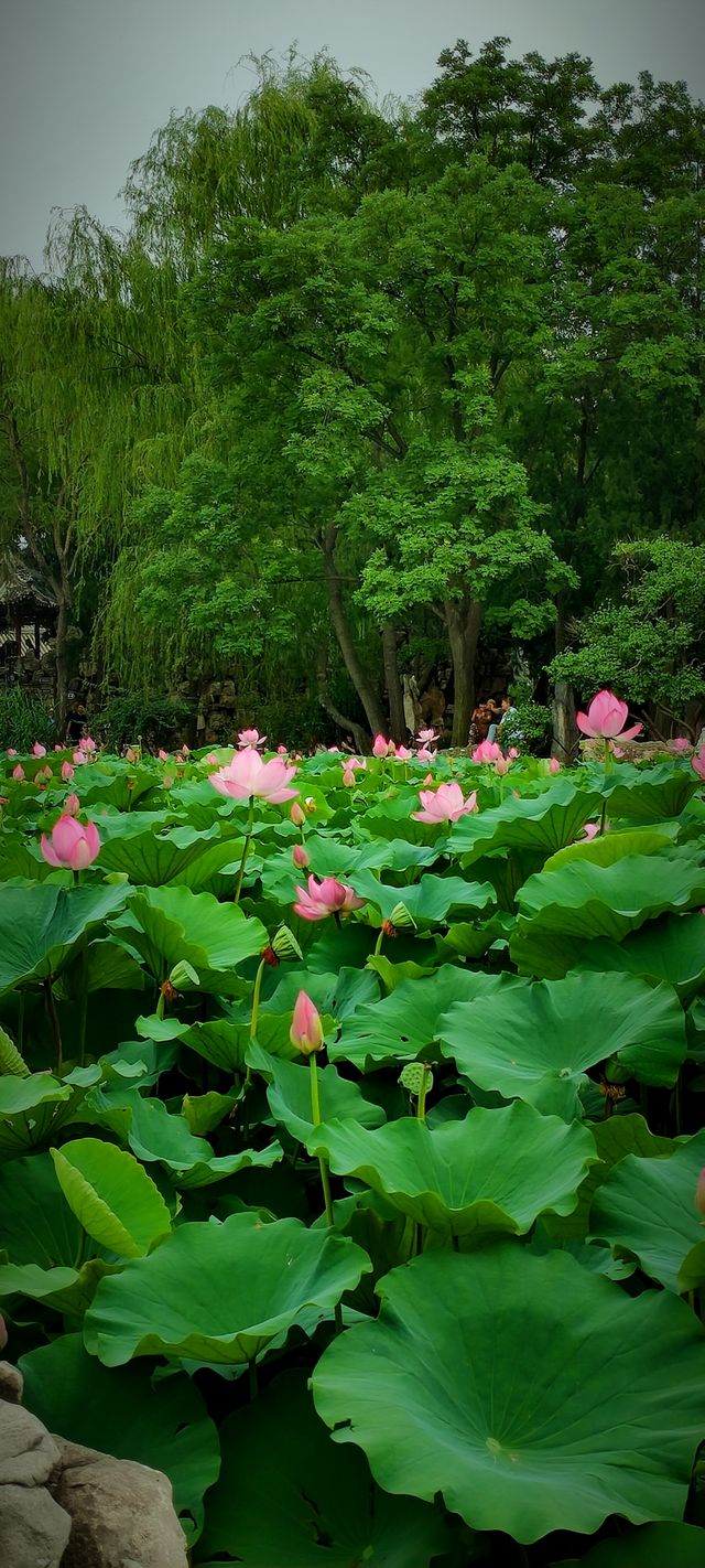北京盛夏的粉色秘境蓮花池公園太仙了!