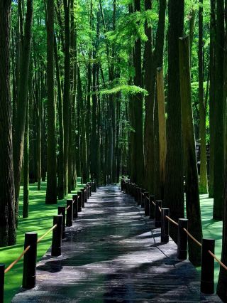 Hangzhou | Matcha Forest💚💚💚