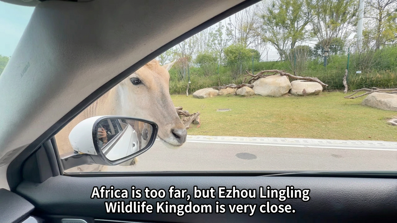 One hour from Wuhan! Ezhou Lingling Wild Animal Kingdom is perfect for taking the kids. 5.8 km self-drive loop. If you don't drive, take the little train. Zebras and giraffes are right beside you