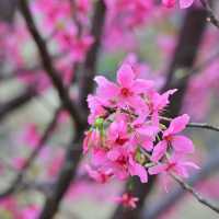 東涌觀景山睇樱花🌸