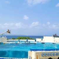 大迫力！美ら海水族館🐬