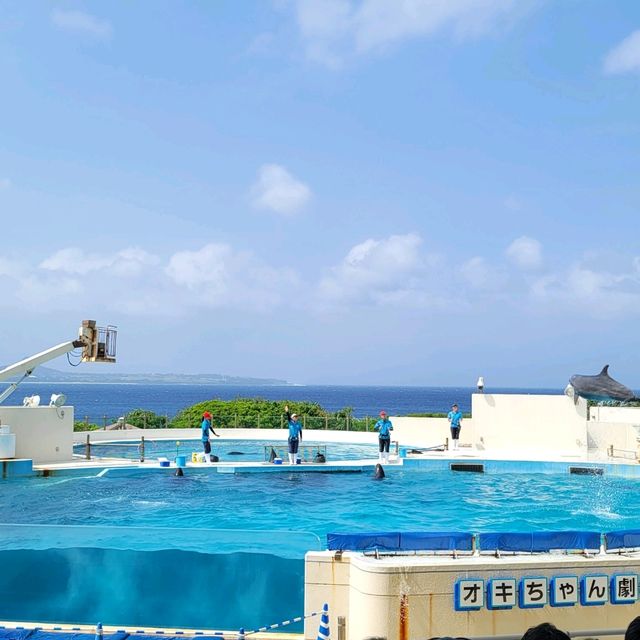 大迫力！美ら海水族館🐬