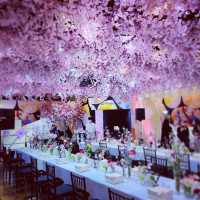 Ohanami Celebration