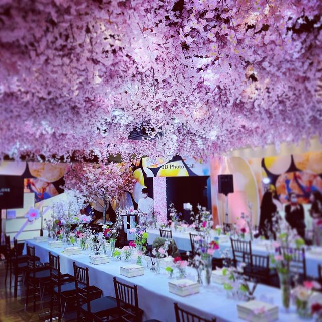 Ohanami Celebration