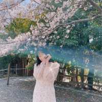 지금 창원에 가야되는 이유🌸💓