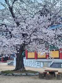 청도 운문사의 봄은 아름답다🌸