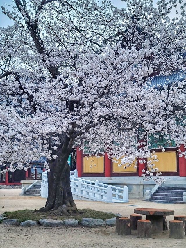 청도 운문사의 봄은 아름답다🌸