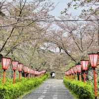 津山城（鶴山公園）賞櫻
