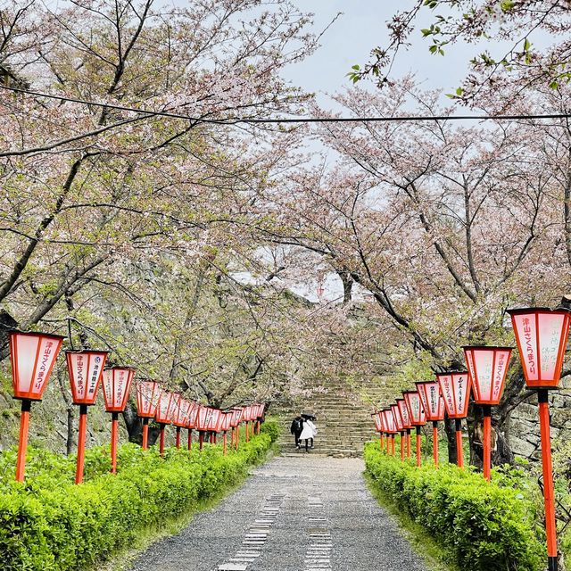 津山城（鶴山公園）賞櫻