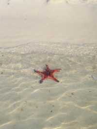 Phu Quoc | find starfish on a hidden beach ⭐️