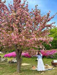 하남 미사경정공원에서 겹벚꽃 피크닉🌸