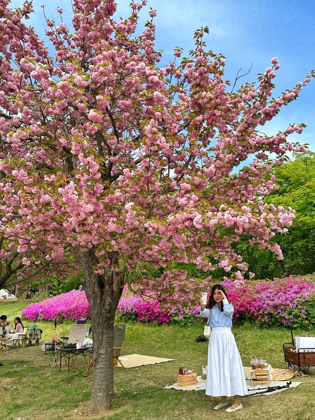 하남 미사경정공원에서 겹벚꽃 피크닉🌸