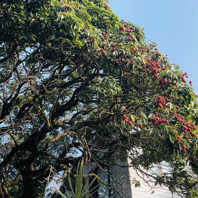 夏日午後的南丫島 夏日午後的南丫島