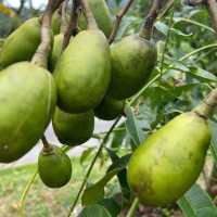 Tropical Fruit Farm: Where Nature Blooms