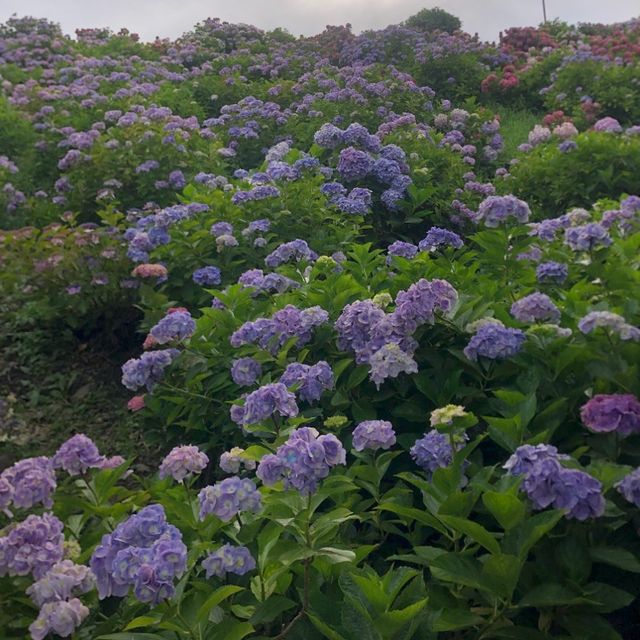 愛知県蒲郡市“あじさいの里”