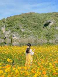 황화코스모스 물결 가득 찬 단양🌼💛