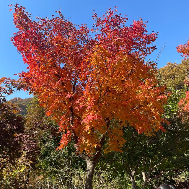 숲 속 산책하기 좋은 서울 근교 핫플🍁