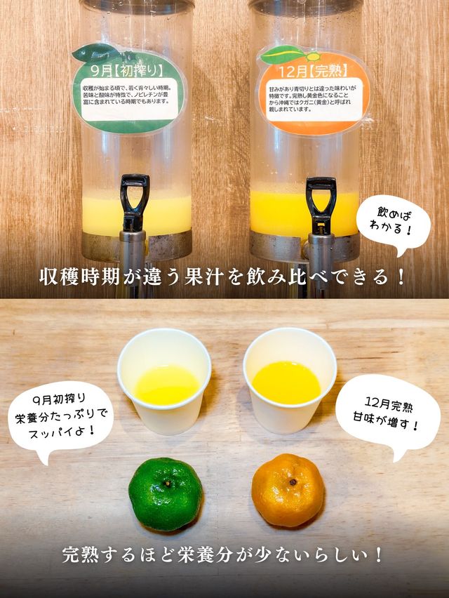大人も子供も楽しめる！美と健康に嬉しいシークヮーサーパーク🌺