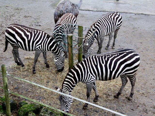 Best wildlife park in Belfast worth visiting 