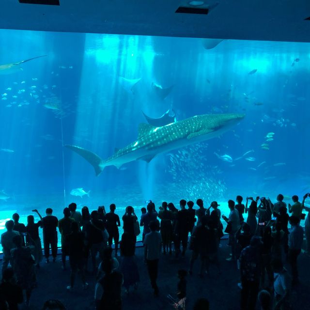 오키나와 필수 여행코스인 대형 수족관🐬