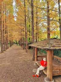 늦가을 즐기기 딱좋은 메타세콰이어길🍂