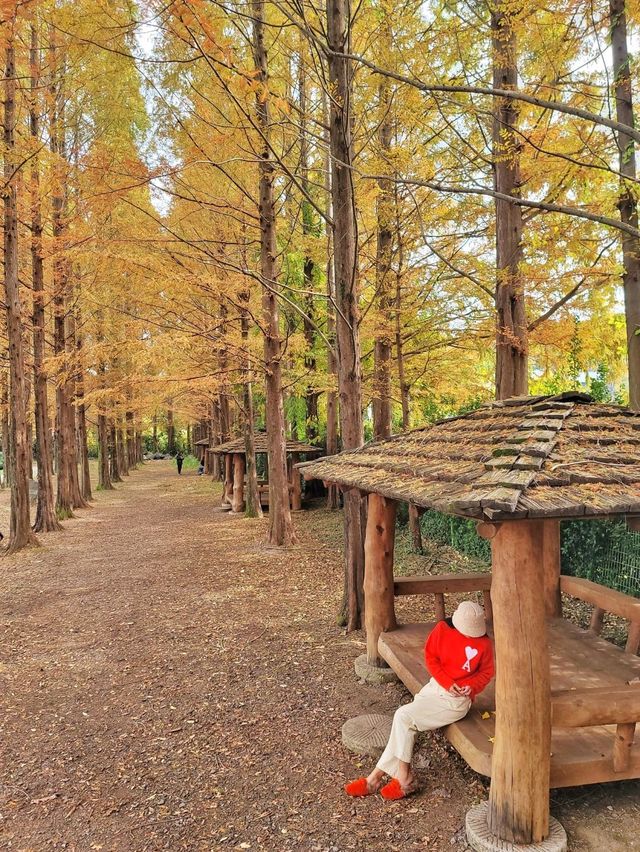 늦가을 즐기기 딱좋은 메타세콰이어길🍂