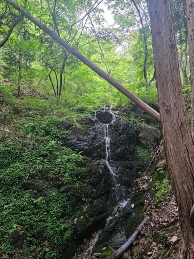 푸르른 풍경이 장관인 보성 녹차밭